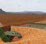 Kellogg fija en 100 mil toneladas las adquisiciones a productores nacionales