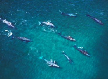 Ballenas y hasta tiburones: dónde ver animales en libertad en México