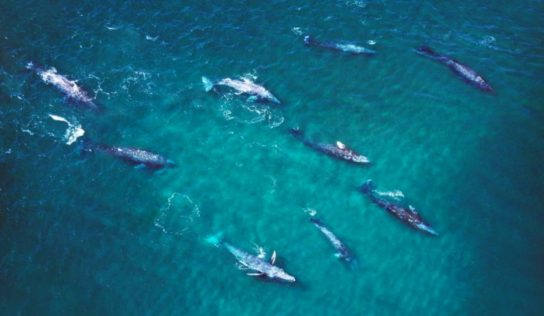 Ballenas y hasta tiburones: dónde ver animales en libertad en México