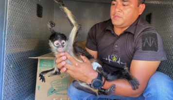 CAAM El Marqués en coordinación de la PoEs y PC estatal frustran venta ilegal de animal exótico
