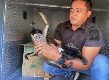 CAAM El Marqués en coordinación de la PoEs y PC estatal frustran venta ilegal de animal exótico