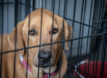 CAAM El Marqués recupera otra mascota de mujer canadiense