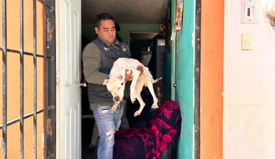 Rescata El Marqués canina en situación de abandono en La Pradera