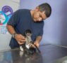 IMPA El Marqués resguarda y brinda atención especializada a ejemplar de mono araña